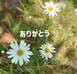 りんか