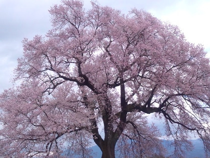 (_´▽｀_)わに塚の桜.jpg