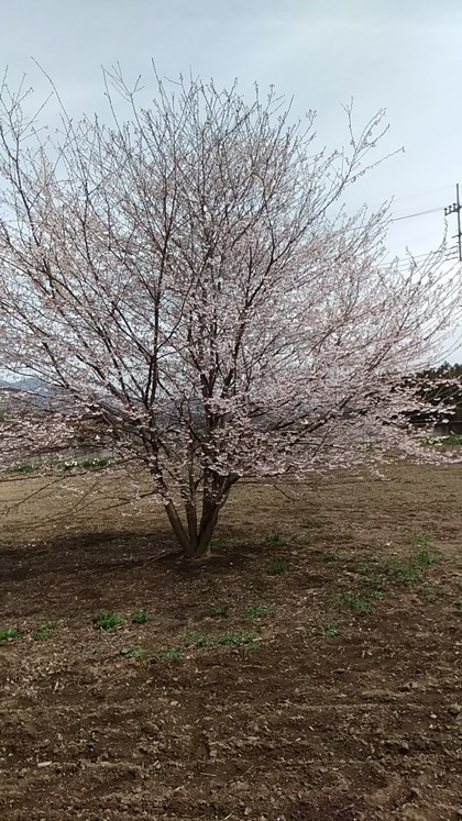(_´▽｀_)神代桜🌸・宇宙桜.jpg