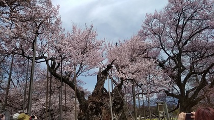 (_´▽｀_)主役💪  神代桜🌸.jpg