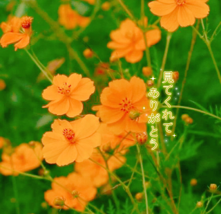 grdr0054363456_0736878694_01.png