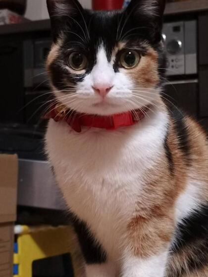 25640976.Image.jpg