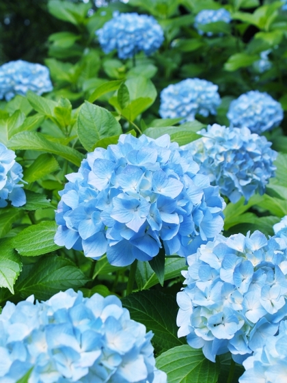 アジサイ(紫陽花)_00.jpg