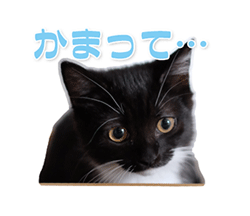 grdr0022329787_0733723793_12.gif