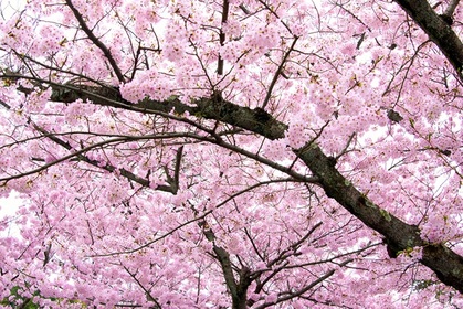 cherry-blossom_00223.jpg