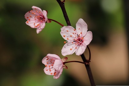 plum-blossom-6144845_640.jpg