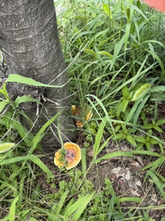 image0.jpeg
