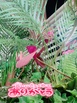あんり